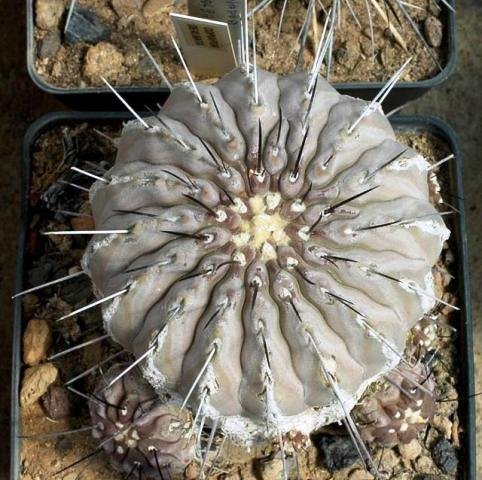 Copiapoa_dealbata